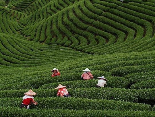 西湖龙井茶叶资讯