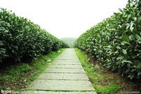西湖龙井