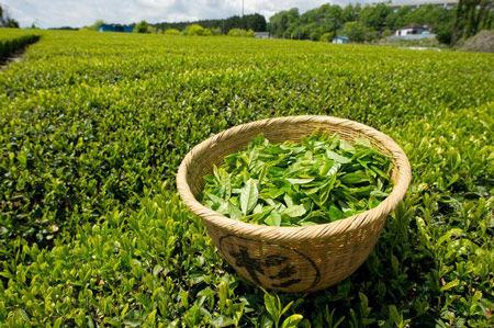 西湖龙井之手工茶VS机炒茶