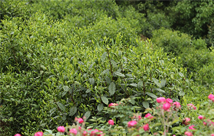 怎样鉴别西湖龙井茶