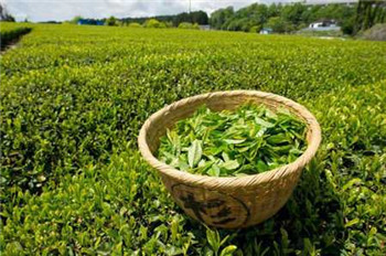 龙井绿茶的好处