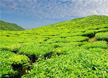 崂山绿茶和西湖龙井