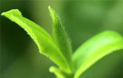 西湖龙井茶