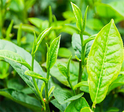 中国茗茶西湖龙井