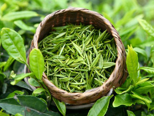 什么牌子的绿茶好