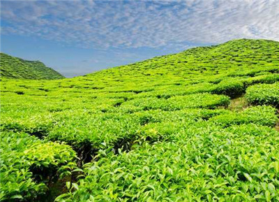 茶资讯 龙井茶是属于什么茶呢