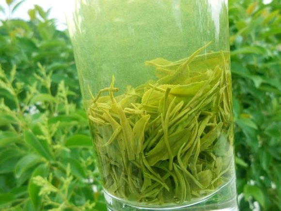 龙井是绿茶吗