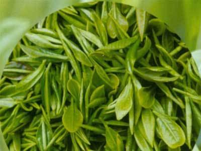 中国十大名茶之首
