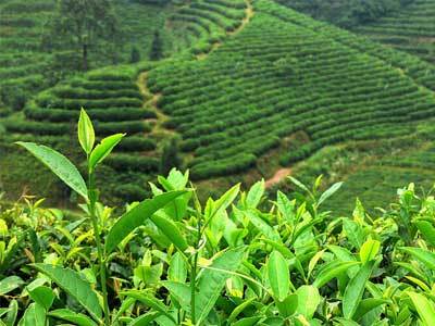 茶资讯 龙井访茶记