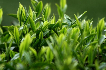 展示轻松选好茶的四大招“望 摸 闻 尝”