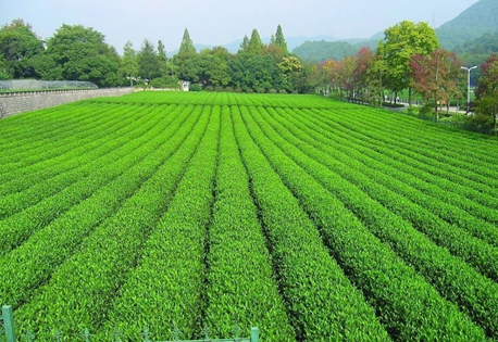 山东日照绿茶