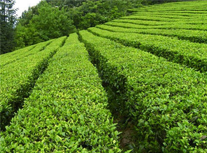 西湖龙井茶品牌