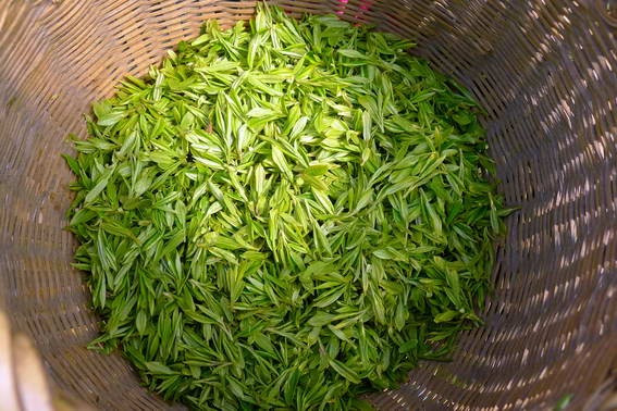 西湖龙井茶的泡法