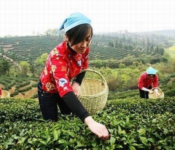 龙井茶的误区