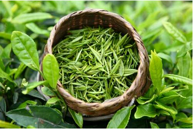 龙井茶好在哪一点