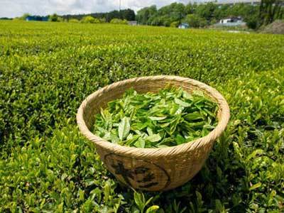 什么牌子的绿茶