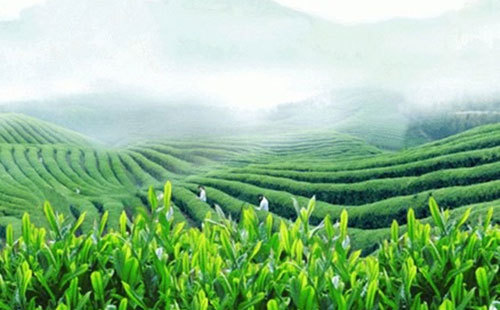 绿茶,绿茶什么牌子