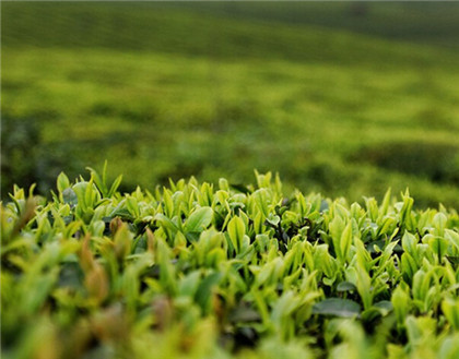 一套两盒西湖龙井茶