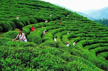 中国绿茶