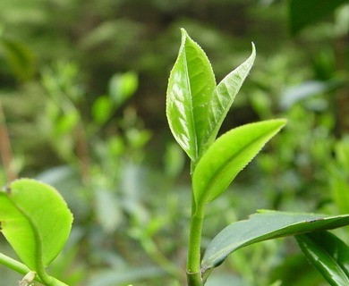 西湖龙井茶按产地如何划分