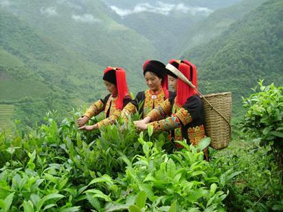 绿茶品种之绿春玛玉茶