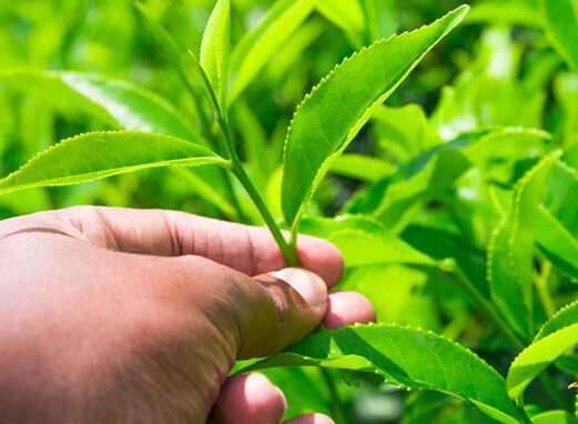 哪个品牌的绿茶好