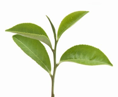 如何冲泡龙井茶